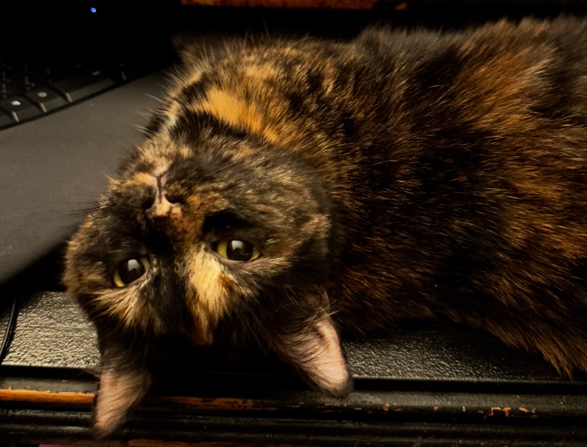 You Need a Gratitude&nbsp;Adjustment