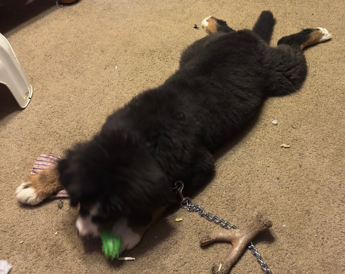 AuDHD Associations (and Animal&nbsp;Cruelty)