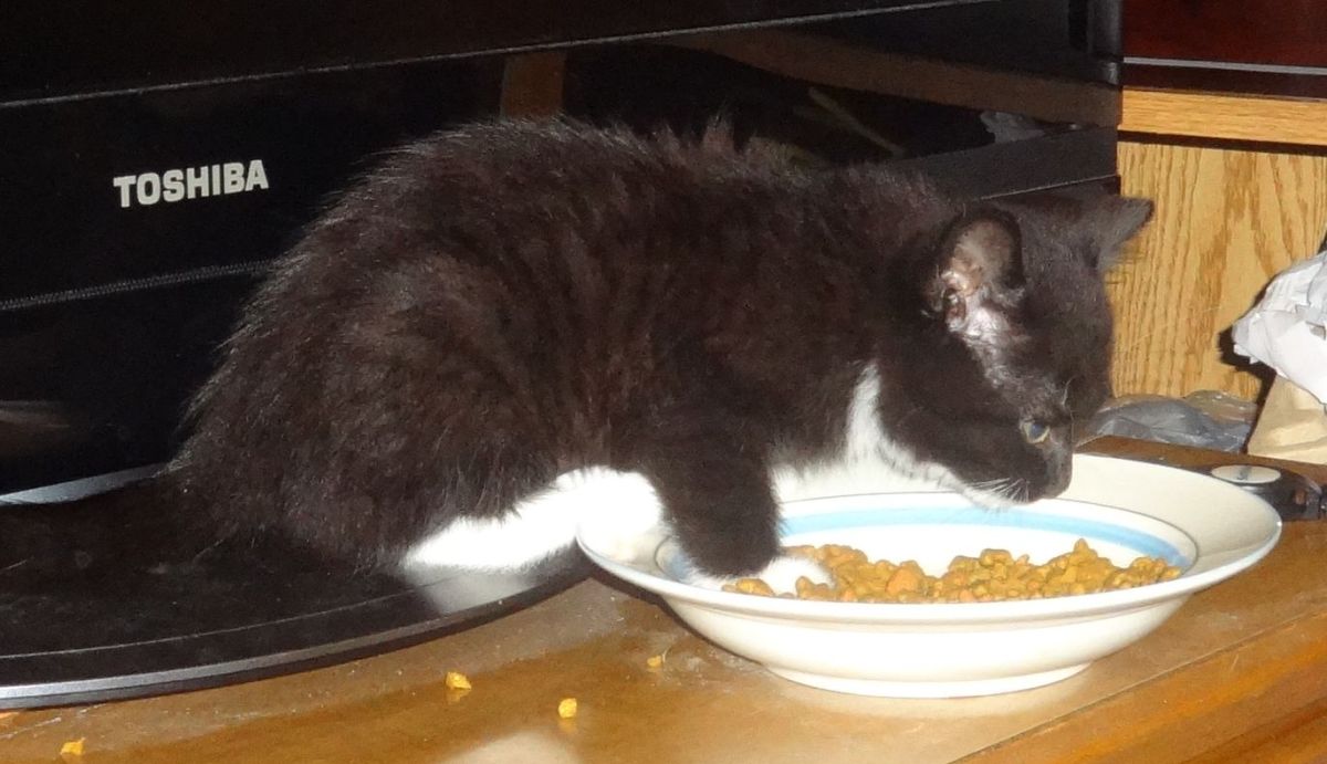 Adam, Get Her That&nbsp;Cat!