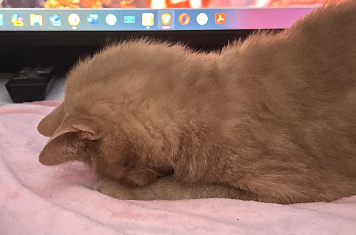 The Plight of the Pet&nbsp;Parent